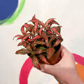 Fittonia verschaffeltii 'Forest Flame' - Sprouts of Bristol