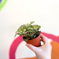 Fittonia verschaffeltii 'Light Josan' - Sprouts of Bristol