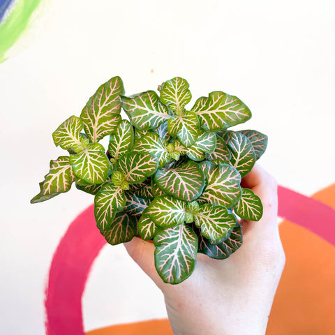 Fittonia verschaffeltii 'Light Josan' - Sprouts of Bristol