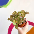 Fittonia verschaffeltii 'Mosaic Mistral' - Sprouts of Bristol
