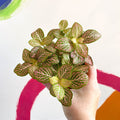 Fittonia verschaffeltii 'Mosaic Mistral' - Sprouts of Bristol