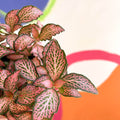Fittonia verschaffeltii 'Pink Anne' - Sprouts of Bristol