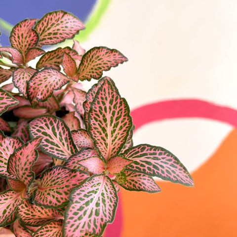 Fittonia verschaffeltii 'Pink Anne' - Sprouts of Bristol