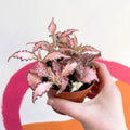 Fittonia verschaffeltii 'Pink Star' - Sprouts of Bristol