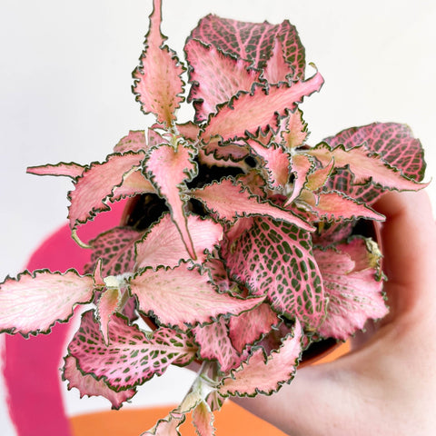 Fittonia verschaffeltii 'Pink Star' - Sprouts of Bristol