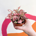 Fittonia verschaffeltii 'Pink Star' - Sprouts of Bristol