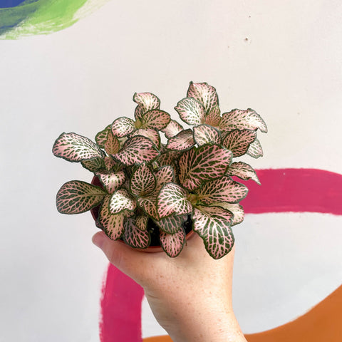 Fittonia verschaffeltii 'Pink Tiger' - Sprouts of Bristol