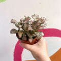 Fittonia verschaffeltii 'Pink Tiger' - Sprouts of Bristol