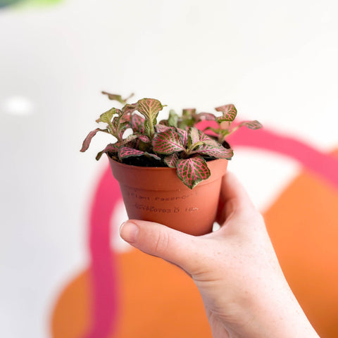 Fittonia verschaffeltii 'Red Angel' - Sprouts of Bristol