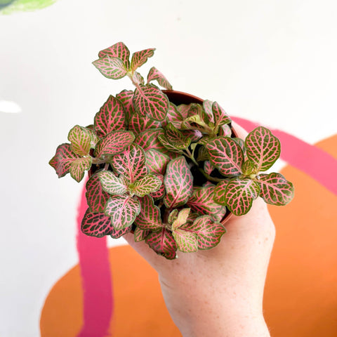 Fittonia verschaffeltii 'Red Angel' - Sprouts of Bristol
