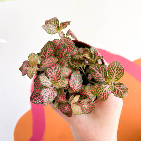 Fittonia verschaffeltii 'Red Angel' - Sprouts of Bristol