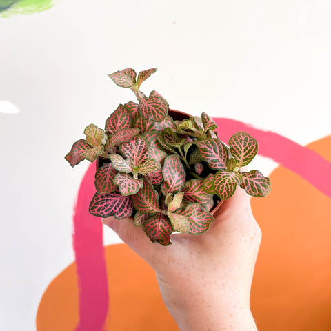 Fittonia verschaffeltii 'Red Angel' - Sprouts of Bristol