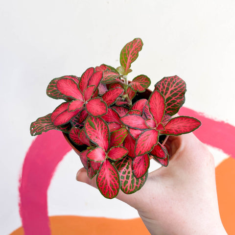 Fittonia verschaffeltii 'Red Star' - Sprouts of Bristol