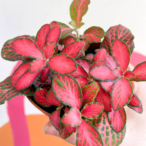 Fittonia verschaffeltii 'Red Star' - Sprouts of Bristol