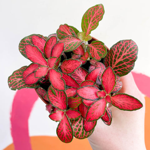 Fittonia verschaffeltii 'Red Star' - Sprouts of Bristol