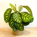 Flamestar Calathea - Sprouts of Bristol
