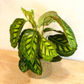 Flamestar Calathea - Sprouts of Bristol