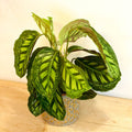 Flamestar Calathea - Sprouts of Bristol