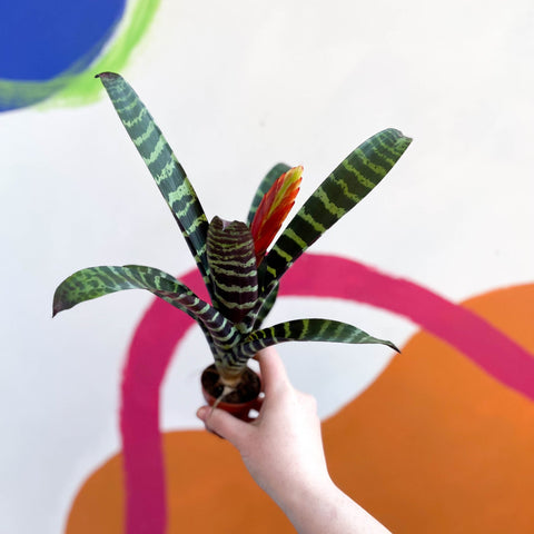Flaming Sword Bromeliad - Vriesea 'Era' - Sprouts of Bristol