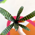 Flaming Sword Bromeliad - Vriesea 'Era' - Sprouts of Bristol