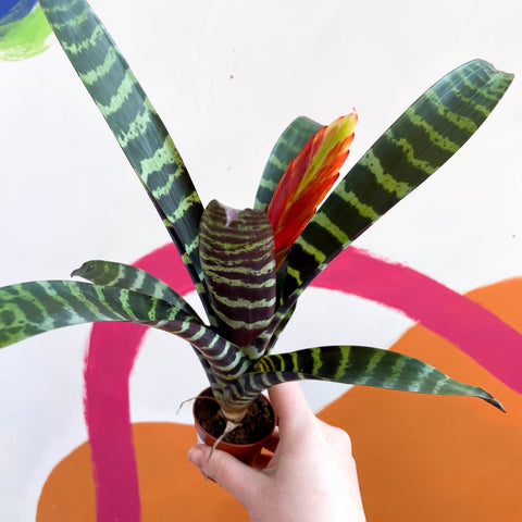 Flaming Sword Bromeliad - Vriesea 'Era' - Sprouts of Bristol
