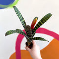 Flaming Sword Bromeliad - Vriesea 'Era' - Sprouts of Bristol