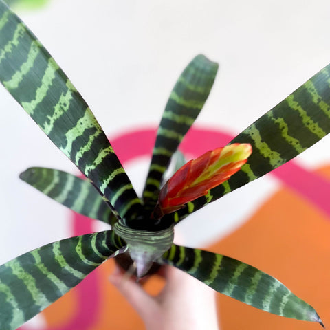 Flaming Sword Bromeliad - Vriesea 'Era' - Sprouts of Bristol