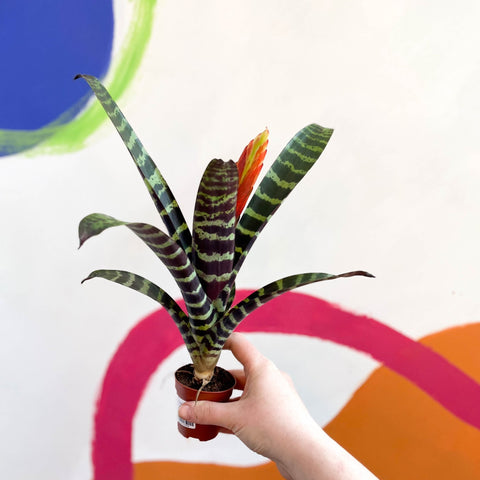 Flaming Sword Bromeliad - Vriesea 'Era' - Sprouts of Bristol