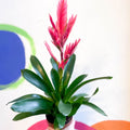 Flaming Sword Bromeliad - Vriesea 'Intenso Pink' - Sprouts of Bristol