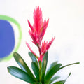 Flaming Sword Bromeliad - Vriesea 'Intenso Pink' - Sprouts of Bristol