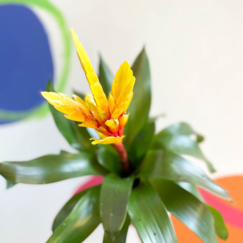 Flaming Sword Bromeliad - Vriesea 'Intenso Yellow' - Sprouts of Bristol