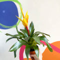 Flaming Sword Bromeliad - Vriesea 'Intenso Yellow' - Sprouts of Bristol