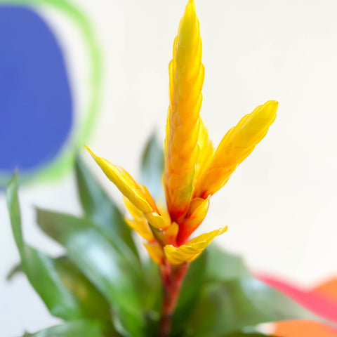 Flaming Sword Bromeliad - Vriesea 'Intenso Yellow' - Sprouts of Bristol