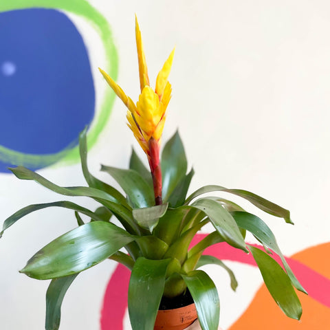 Flaming Sword Bromeliad - Vriesea 'Intenso Yellow' - Sprouts of Bristol
