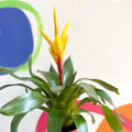 Flaming Sword Bromeliad - Vriesea 'Intenso Yellow' - Sprouts of Bristol