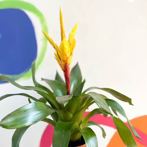 Flaming Sword Bromeliad - Vriesea 'Intenso Yellow' - Sprouts of Bristol