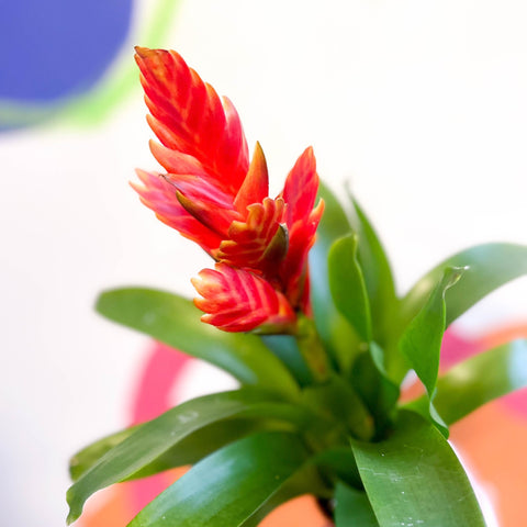 Flaming Sword Bromeliad - Vriesea 'Sparkle' - Sprouts of Bristol