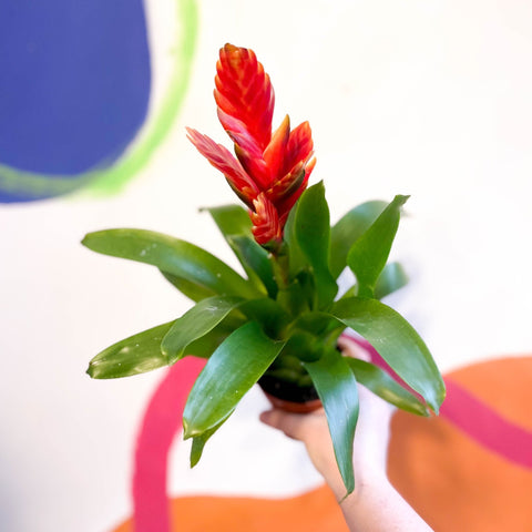 Flaming Sword Bromeliad - Vriesea 'Sparkle' - Sprouts of Bristol