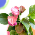 Flamingo Flower - Anthurium - Sprouts of Bristol