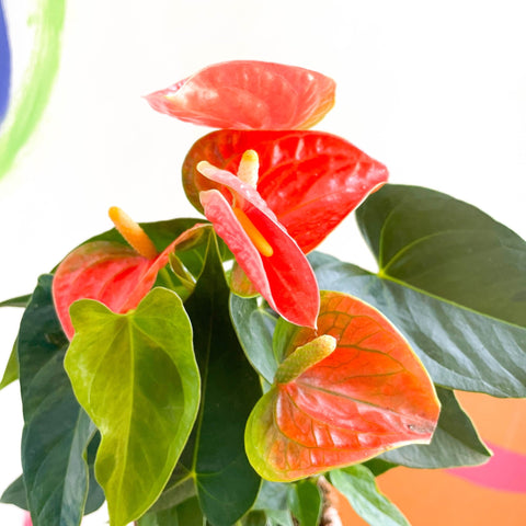 Flamingo Flower - Anthurium - Sprouts of Bristol