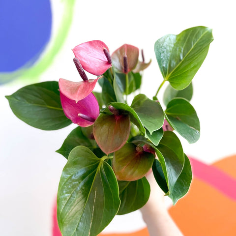 Flamingo Flower - Anthurium - Sprouts of Bristol