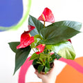 Flamingo Flower - Anthurium - Sprouts of Bristol