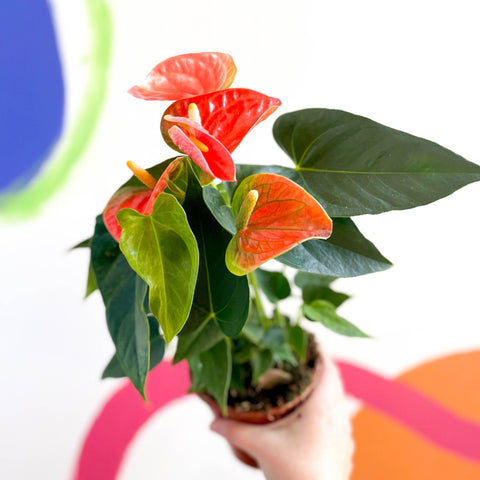Flamingo Flower - Anthurium - Sprouts of Bristol
