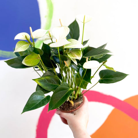 Flamingo Flower - Anthurium - Sprouts of Bristol