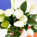 Flamingo Flower - Anthurium - Sprouts of Bristol