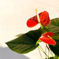 Flamingo Flower - Anthurium 'Prince of Orange' - Sprouts of Bristol