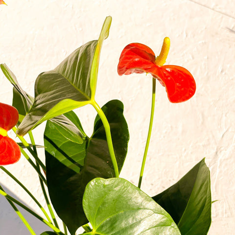 Flamingo Flower - Anthurium 'Prince of Orange' - Sprouts of Bristol