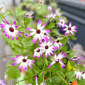 Florist's Cineraria - Pericallis × hybrida Senetti Pink Bicolor 'Sunsenepiba' - British Grown - Sprouts of Bristol