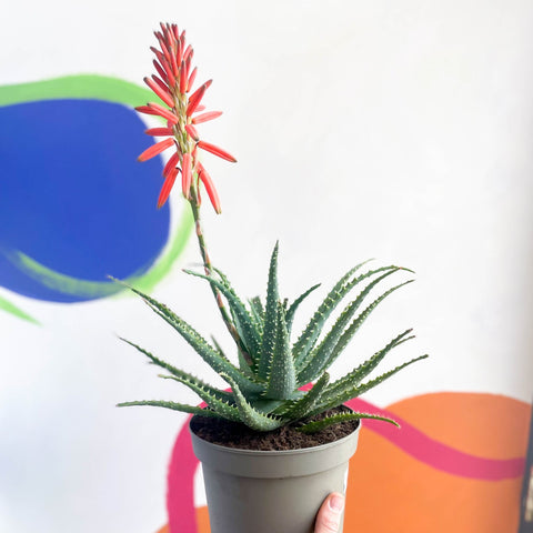 Flowering Candelabra Aloe - Aloe arborescens - Sprouts of Bristol