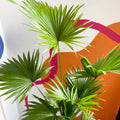 Footstool Palm - Livistona rotundifolia - Sprouts of Bristol